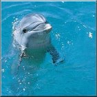 delphin.jpg (7551 Byte)