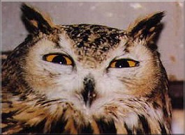 A Great Horned Owl photographed on Lotan